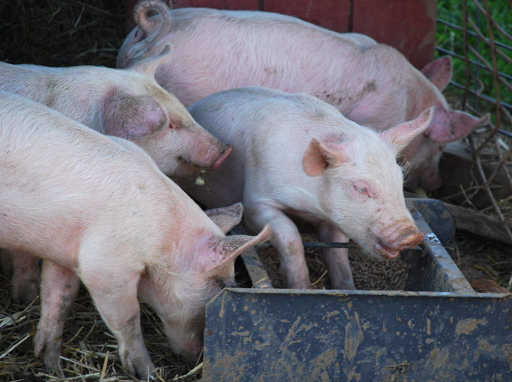 These pigs do not belong to the facility in question. (Adam Fagen)