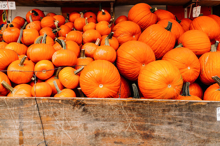 Some California Pumpkin Crops Ripening Way Before Halloween Due To High Temperatures