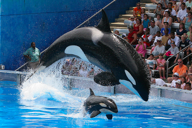 SeaWorld San Diego Will Phase Out “Shamu Show” For One With A “Conservation” Message