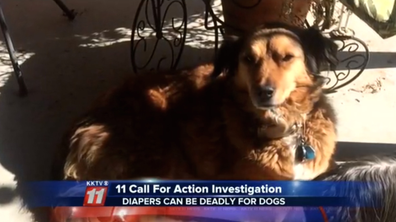 Ginger the dog died  after eating part of a baby's diaper.