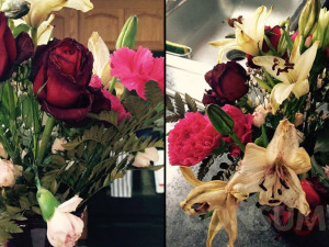 Valentine’s Day Aftermath: Floral Disaster And Floral Delight