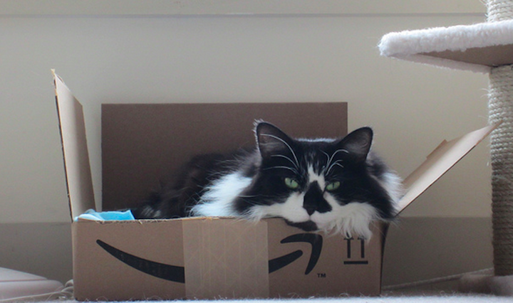 You can pay cats to write Amazon reviews, but they're all very negative. (DJHeini) 