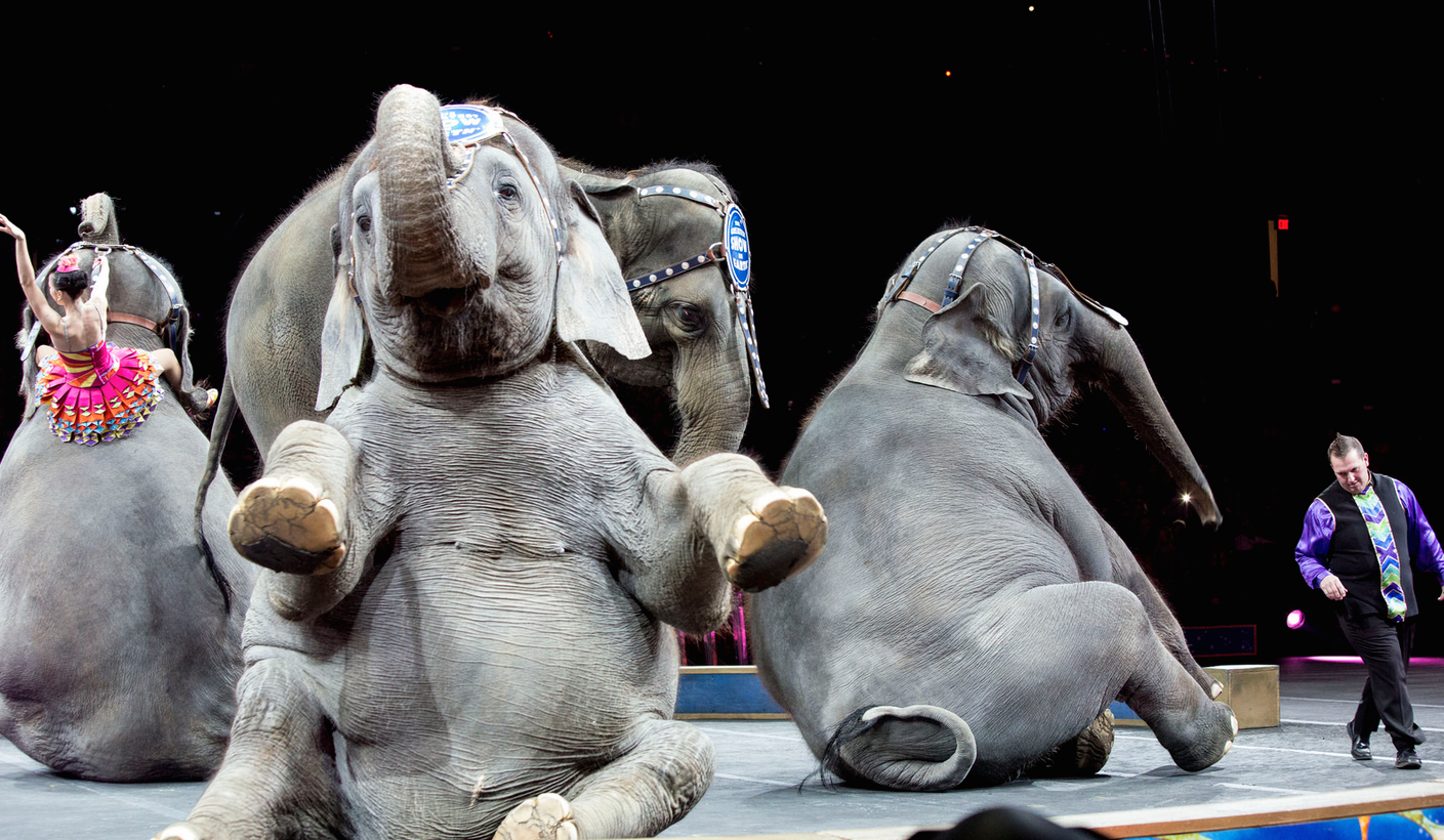Ringling Bros. Elephants Being Granted Early Retirement