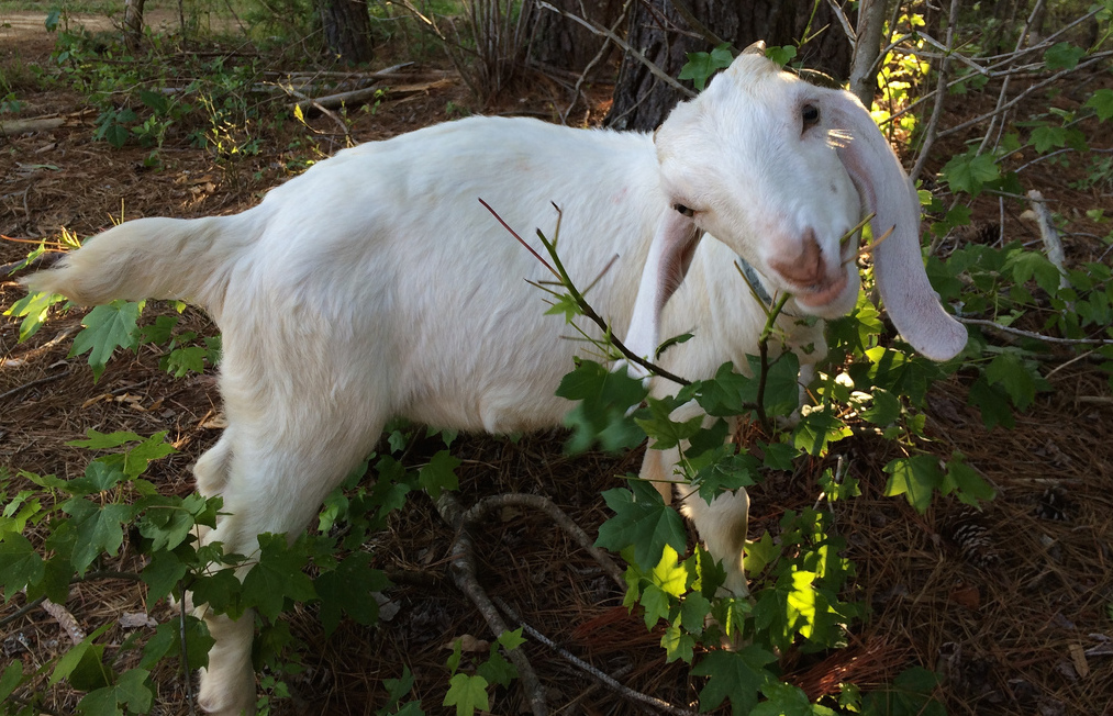 Not a Boston goat, but a goat enjoying his work nevertheless. (jasonschwarz)