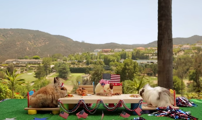 Watch The Tiny Hamster At A Tiny Barbecue With His Tiny Friends (Because It’s Wednesday)