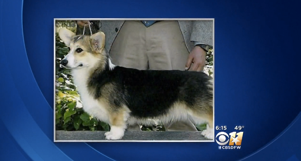 American Airlines Mistakenly Sends Corgi On 3,000-Mile Trip To Hawaii Instead Of Mississippi