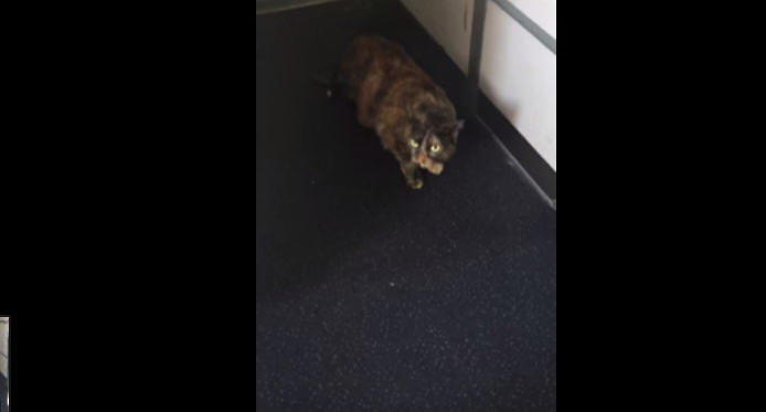 Cat Gets Loose On Delta Air Lines Flight, Tries To Realize Dream Of Being A Flight Attendant