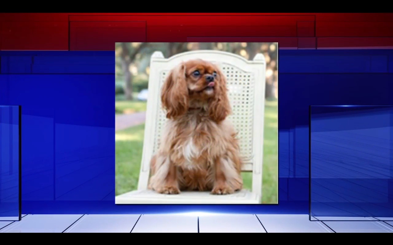 Family Says 5-Year-Old Dog Died In United Cargo Hold