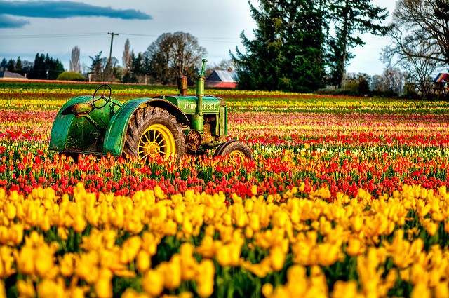 Tractor and Tulips at Woodburn