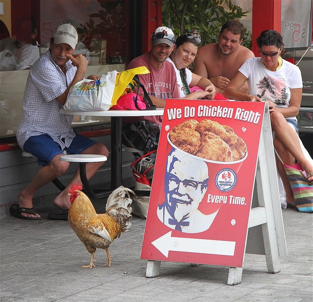 cayman islands george town kentucky fried chicken chicken walking by