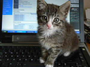 Don't Get Cat Vomit On Your Laptop
