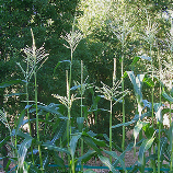 Trade Group Asks Obamas To Please Use Pesticides In Their Vegetable Garden