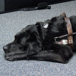 Delta To Blind Woman: Can You Sit Somewhere Else? This Flight Attendant Doesn't Like Dogs