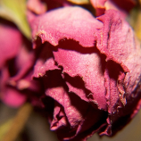 Save Money On ProFlowers Roses, Re-Gift Last Week's Flowers Instead