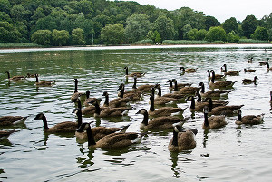 Government Wipes Out Geese Population In Brooklyn To Ensure Airplane Safety