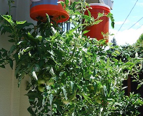 Are Upside-Down Tomato Planters No Good?