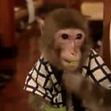 Japan Introduces Monkey Waiters; Blogger Scratches Another Business Plan Off His List