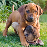 Petland Uses Puppy Mills