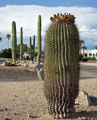 Coming To Nevada Brothels In 2010: Male Prostitutes