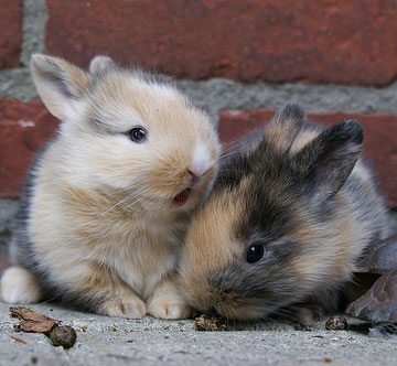 Petland Employees Drowned Rabbits, Posted Photos on Facebook