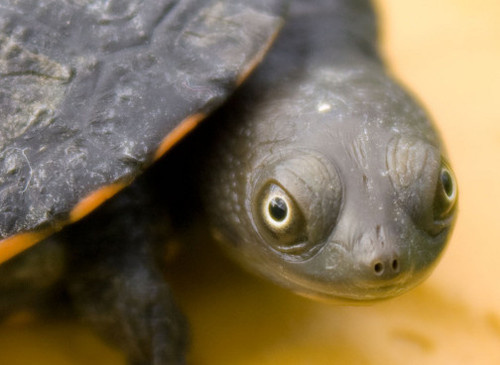 Tiny Turtles Spread Joy, Salmonella