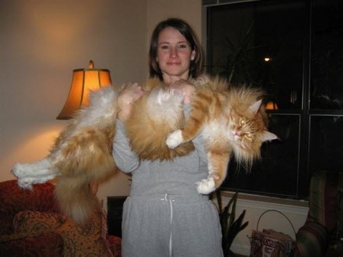 *Giant Cat An Alternative To EECBs