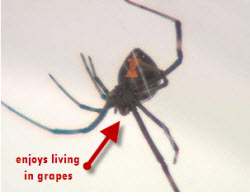 Black Widow Spider Found In Whole Food Grapes
