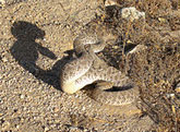 Rattlesnake Makes Terrible Walmart Greeter, Bites Customer