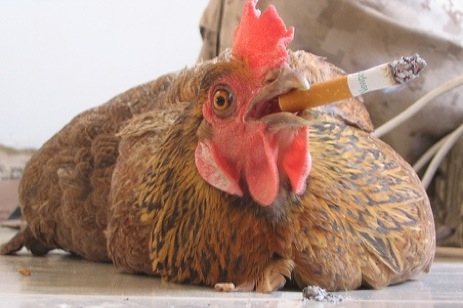 Russia Bans Import Of U.S. Chicken, Pork
