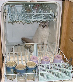 Help, My KitchenAid Dishwasher Hasn't Worked Since July!