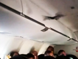 Bat Ejected For Refusing To Sit Down On Airplane