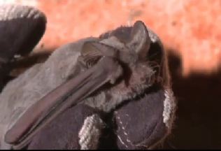 Allstate Won't Cover Bat Infestation Because It Thinks Bats
Are Rodents