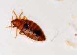 Bedbugs Use People As Popcorn At NYC Theater