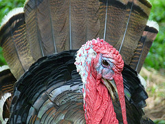 Officials Raid Butterball Turkey Facility To Investigate Claims Of Animal Cruelty