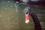 Lawsuit Claims "Black Swan" Movie Floated On Unpaid Intern Labor