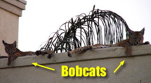 This Foreclosed Property Is An Excellent Home For Bobcats