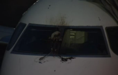 Two Geese Have The Misfortune To Fly Into Plane, Prompting Emergency Landing