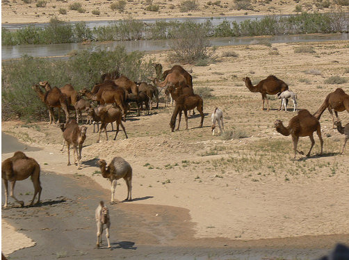 Bones Of 10,000 Year Old Camel Found On Walmart Site