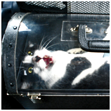Traveling In Cargo Can Be Deadly To Pets