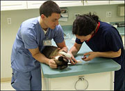 How To Save On Medical Care For Your Pet