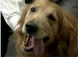 Fun With Scammers: Golden Retriever Receives Check For $150,000