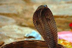 Lost Bronx Zoo Cobra Found
