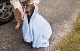 5 Ways To Keep Your Dog Warm During Cold Months