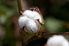 Evil Mutant Cotton Sneaks Into H&M "Organic" Clothing