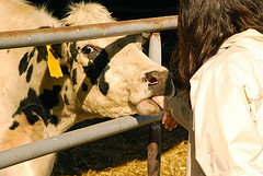 Court Orders FDA To Investigate Use Of Antibiotics In Animal Feed