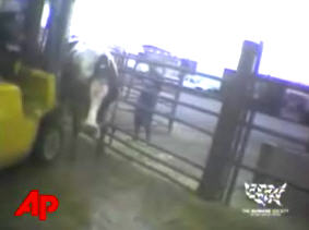 USDA Stops Production At Meatpacking Facility After Undercover Video Showed Sick Cows Being Abused