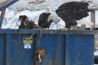 The IRS Isn't Sure Who They Hired Or Why Your Sensitive Tax Documents Are Filed In Dumpsters