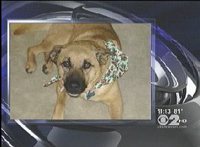 Continental Loses Dog, Offers $1,000 Reward For Her Return