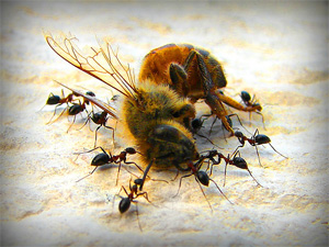 Apocalypse Sweet: 1/3 Of Bees Didn't Survive Winter