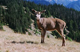 State Farm Will Believe You Hit A Deer When You Serve Them Venison Steaks